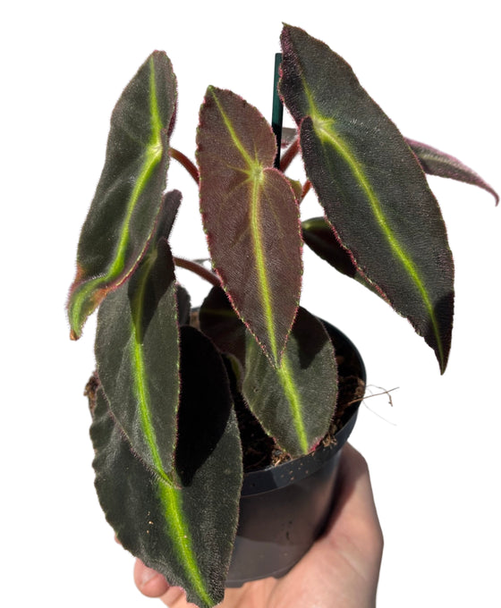 Begonia listada Image 1