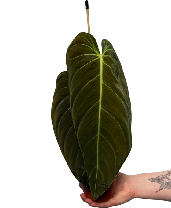 Philodendron melanochrysum Image 2