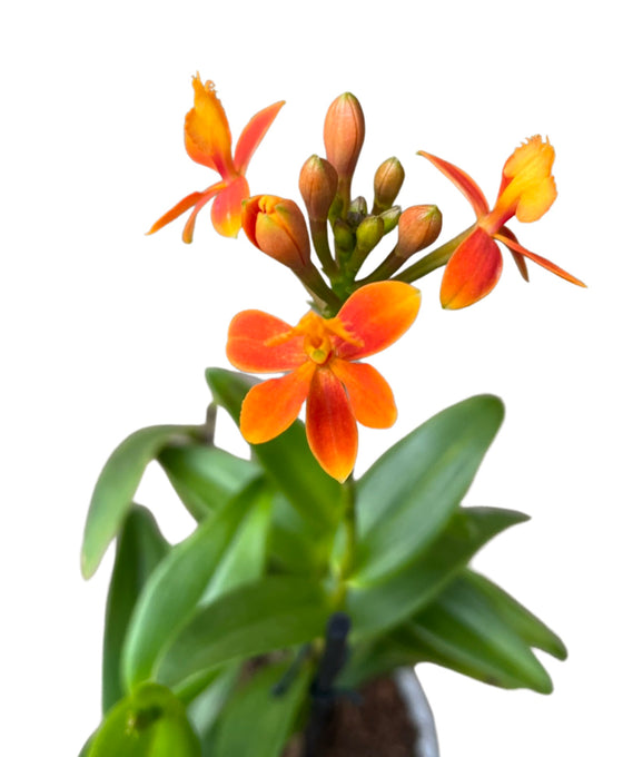 Epidendrum ibaguense 'Ballerina' gx (orange flower) Image 3