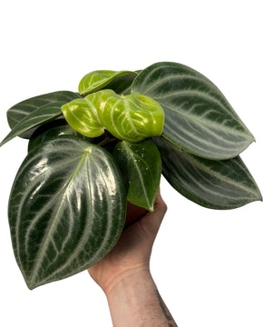 Peperomia pseudovariegata var. sarcophylla