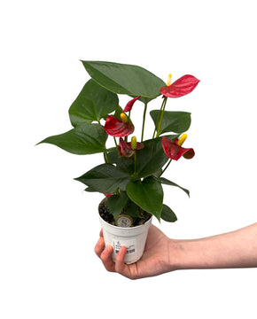 Anthurium andraeanum 'Royal Red Champion'