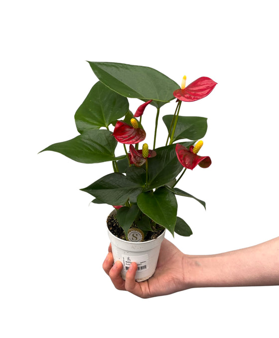 Anthurium andraeanum 'Royal Red Champion' Image 1