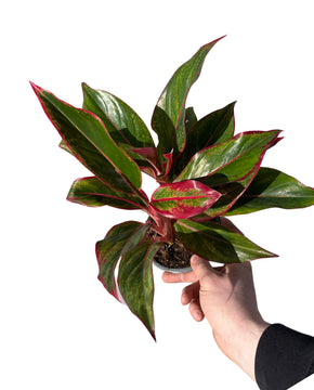 Aglaonema commutatum 'Crete'