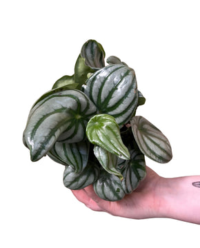 Peperomia argyreia