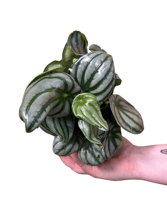 Peperomia argyreia Image 1