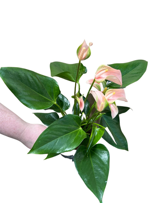 Anthurium andraeanum 'Peach Joli' Image 3