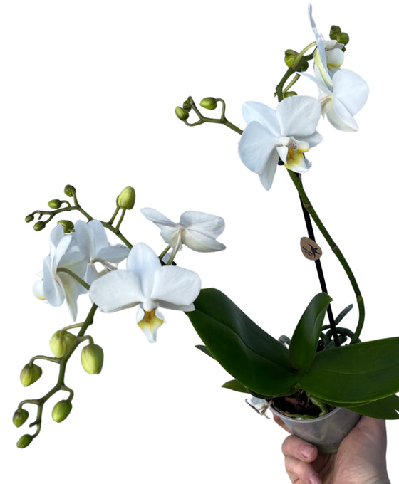 Phalaenopsis hybrid (White) Image 1