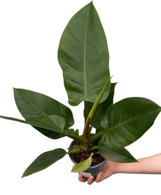 Philodendron 'Imperial Green' Image 2