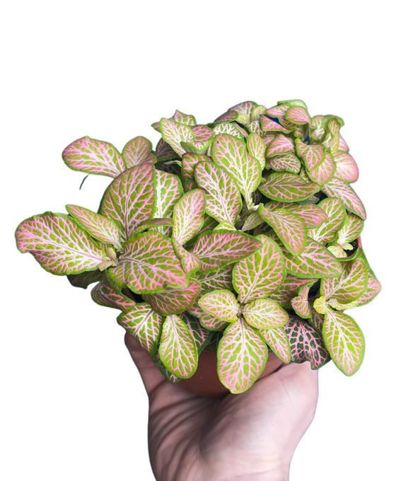 Fittonia albivenis Image 5