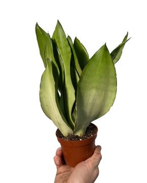 Sansevieria trifasciata 'Moonshine'