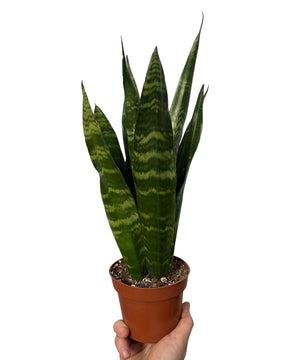 Sansevieria trifasciata 'Black Coral'