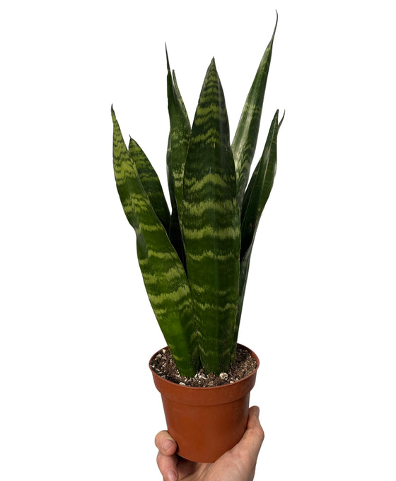 Sansevieria trifasciata 'Black Coral' Image 1