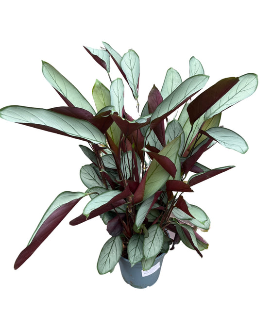 Ctenanthe setosa Image 1