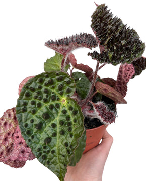 Begonia ferox