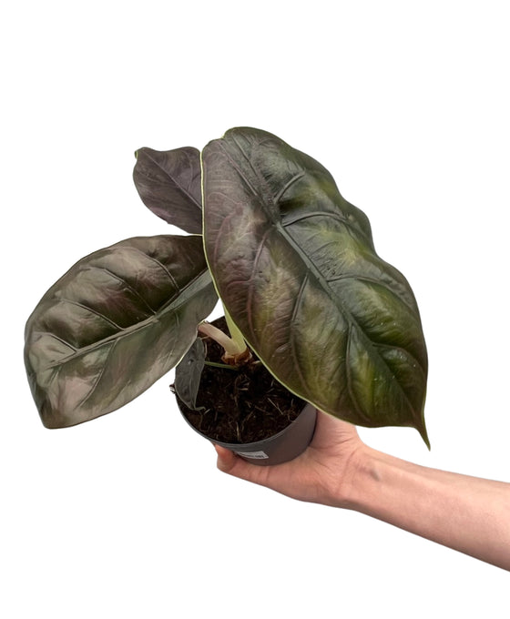 Alocasia azlanii Image 1