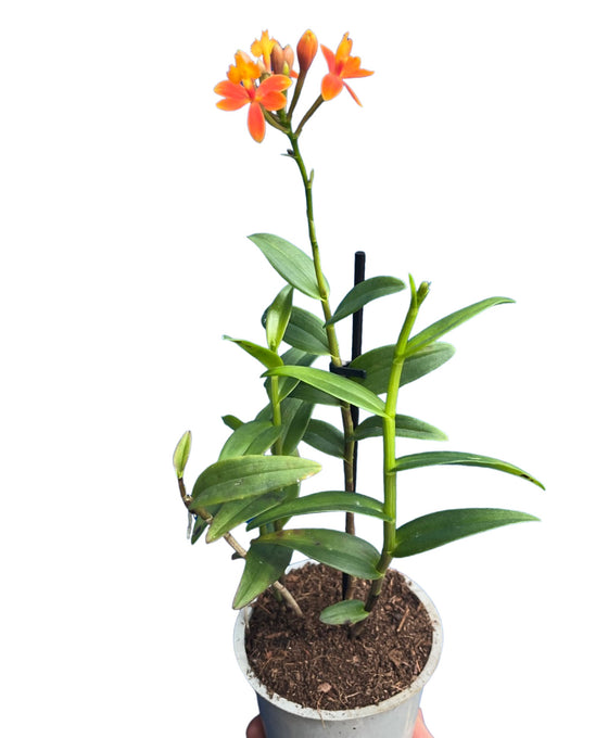 Epidendrum ibaguense 'Ballerina' gx (orange flower) Image 1