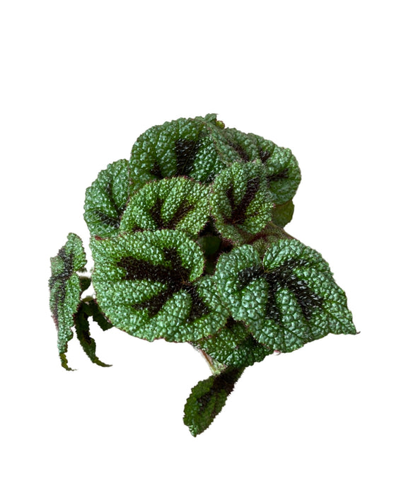 Begonia masoniana Image 1