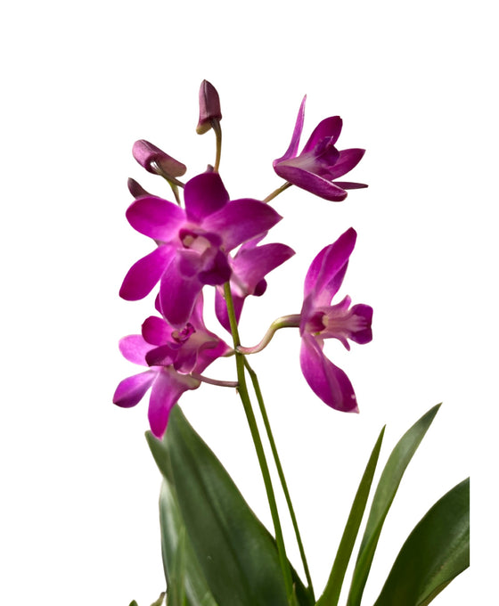 Dendrobium 'Berry Oda' Image 2