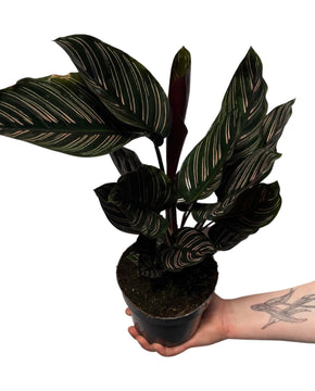 Calathea ornata