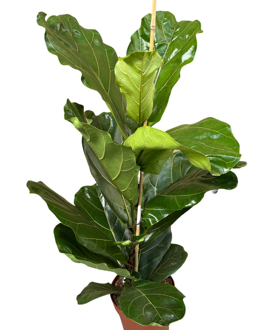 Ficus lyrata - Fiddle Leaf Fig Image 4