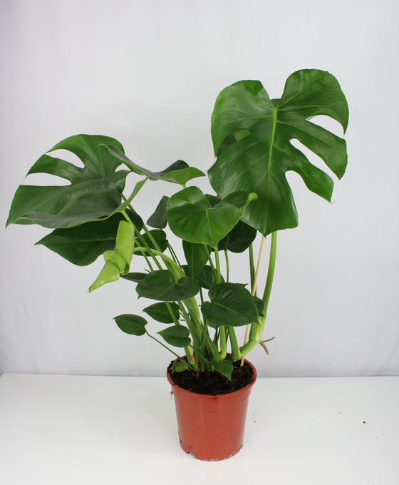 Monstera deliciosa Image 3