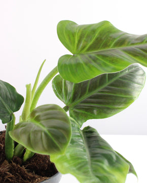 Philodendron subhastatum