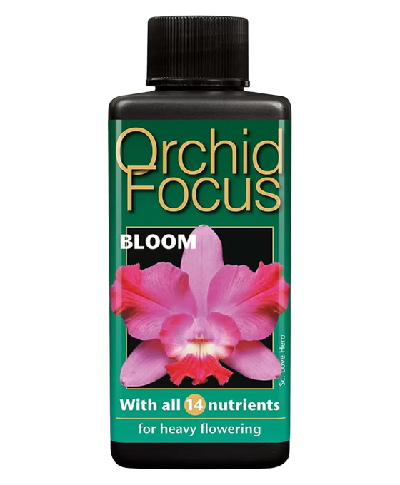 Orchid Focus Bloom Image 1