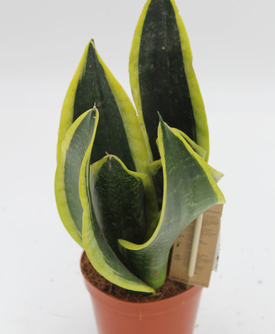 Sansevieria trifasciata 'Black Superba' Image 1