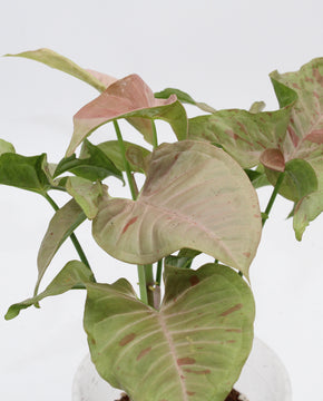 Syngonium podophyllum 'Pink Spot'