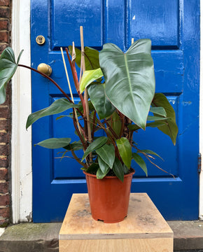 Philodendron erubescens ‘Red Emerald’