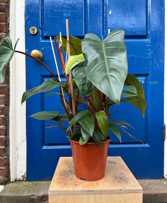 Philodendron erubescens ‘Red Emerald’ Image 1