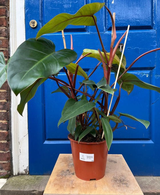 Philodendron erubescens ‘Red Emerald’ Image 2