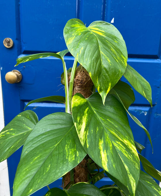 Epipremnum aureum - Devils Ivy, Pothos Image 5