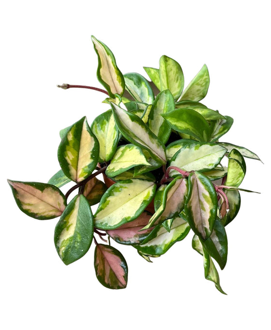Hoya carnosa 'Tricolour' Image 1
