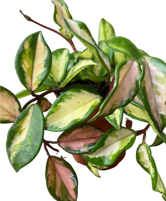 Hoya carnosa 'Tricolour' Image 4