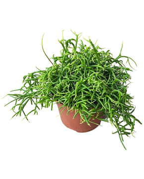 Rhipsalis baccifera