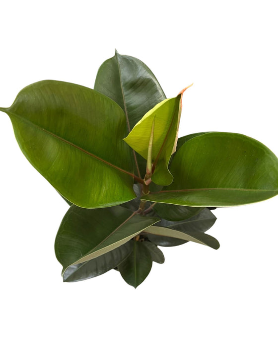 Ficus elastica Image 9