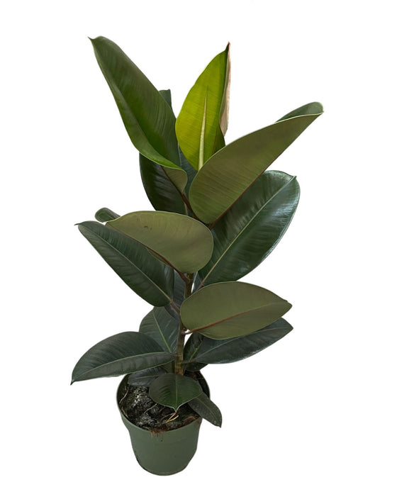 Ficus elastica Image 7