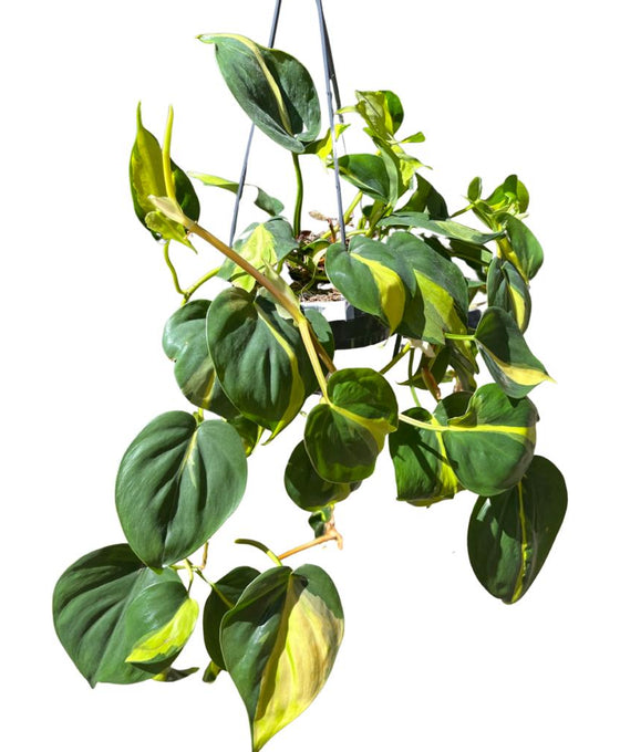 Philodendron scandens 'Brazil' Image 3