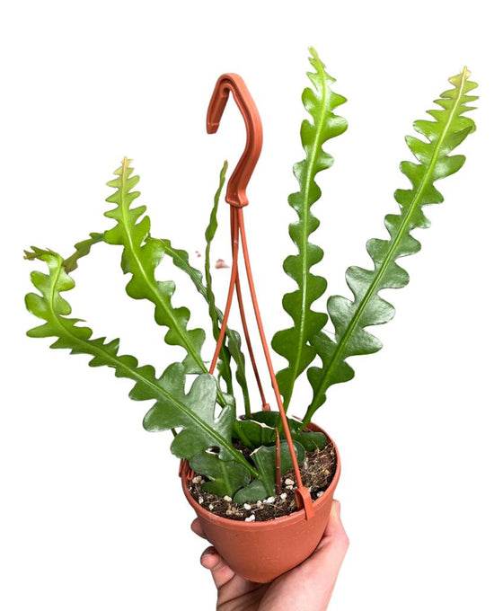 Disocactus anguliger (syn. Epiphyllum anguliger) Image 5