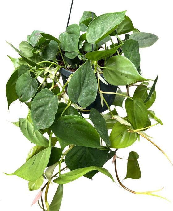 Philodendron scandens Image 2