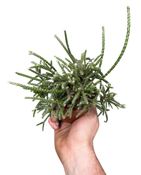 Rhipsalis pilocarpa