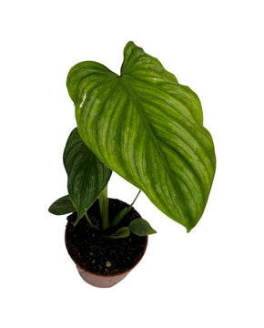 Philodendron mamei