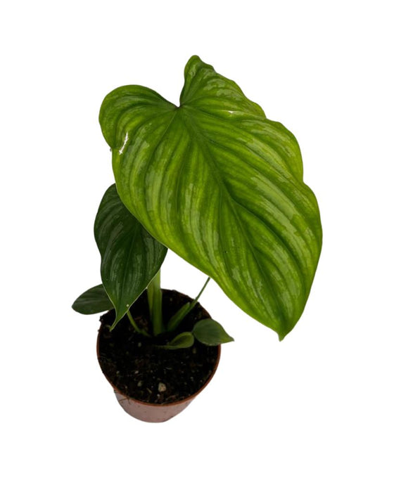 Philodendron mamei Image 1