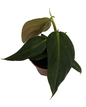 Philodendron gigas