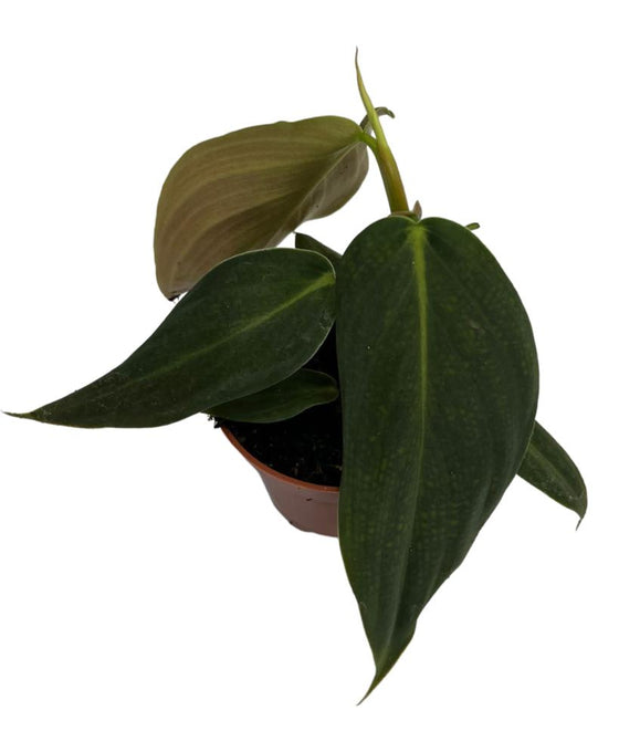 Philodendron gigas Image 1