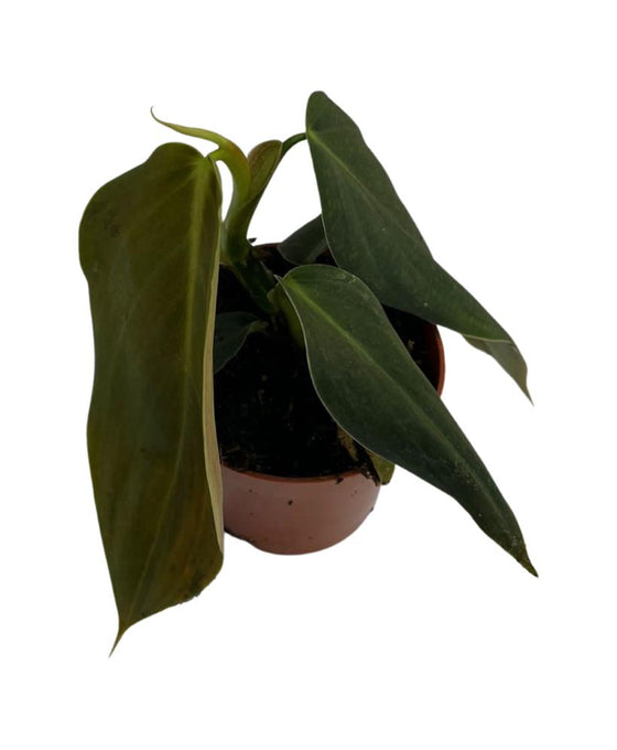 Philodendron gigas Image 2