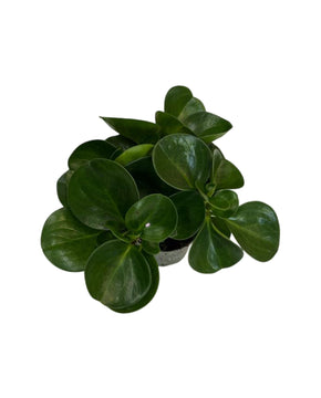 Peperomia obtusifolia