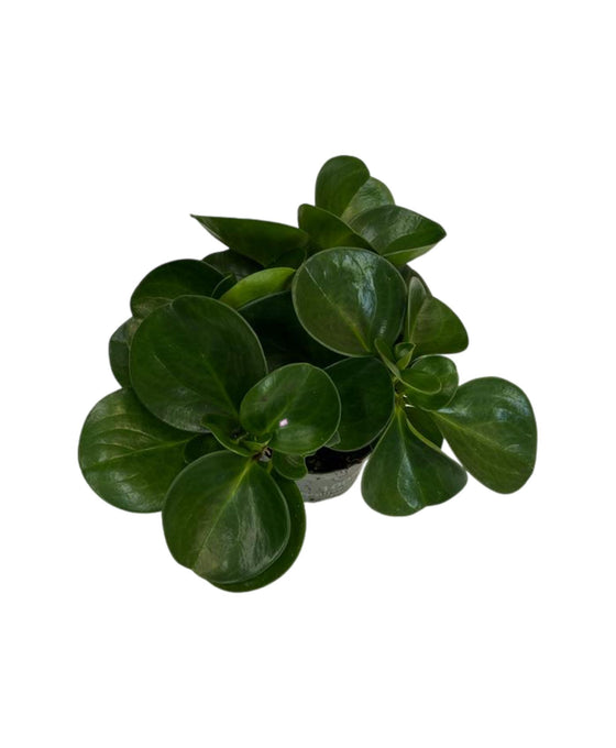 Peperomia obtusifolia Image 1