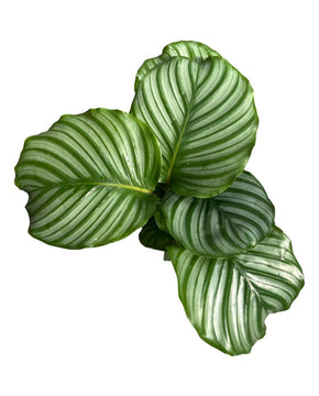 Calathea orbifolia